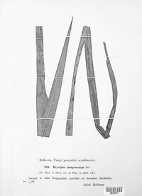 Phyllactinia fraxini image